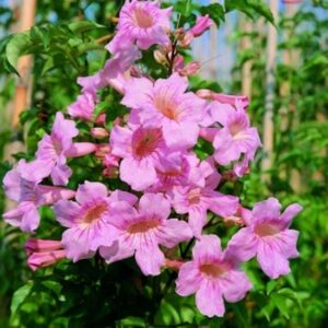 Bignonia Contessa Sara