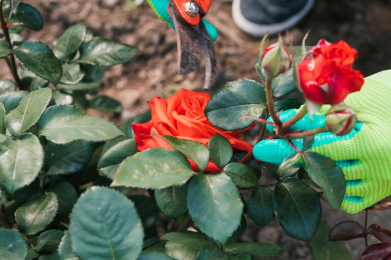 come-potare-rose-potatura-rosa-guida-video-potare-pianta-di-rose-e-fare-talee-tutorial-facile-giardinaggio-gennaio