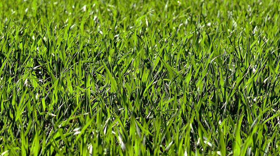 concimazione-biologica-annuale-prato-concimato-fertilizzanti-naturali-migliori