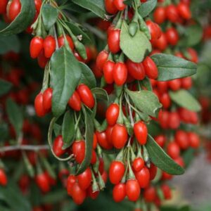 Lycium Barbarum