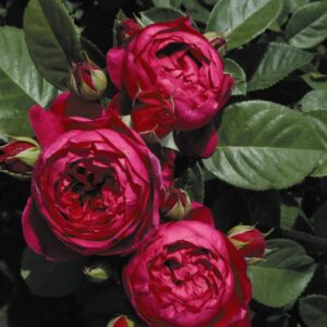 Rosa Admiral Tantau