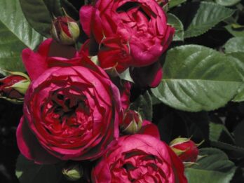 Rosa Admiral Tantau