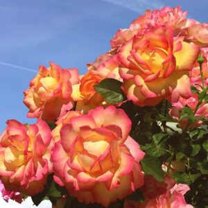 Rosa Boheme Kribem