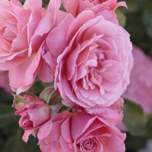 Rosa Botticelli Meisylpo