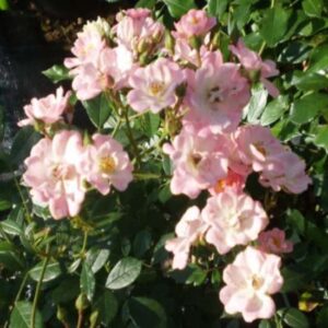 Rosa Castore