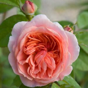 Rosa Chippendale Tantau