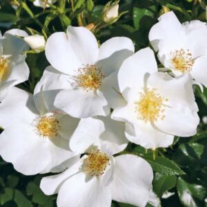 Rosa Escimo