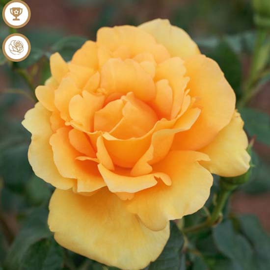 Rosa Eureka Meizabaizt