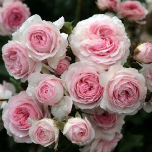Rosa Larissa