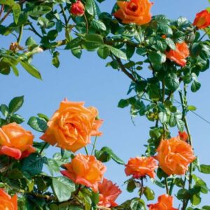 Rosa Louis De Funes