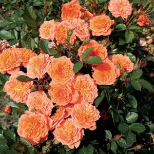 Rosa Ninetta