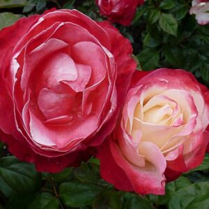 Rosa Nostalgie Tantau