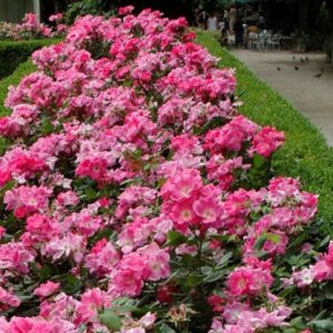 Rosa Pink Knock Out