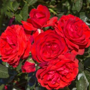 Rosa Scarlet Bonica