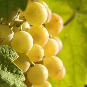 Uva Moscato