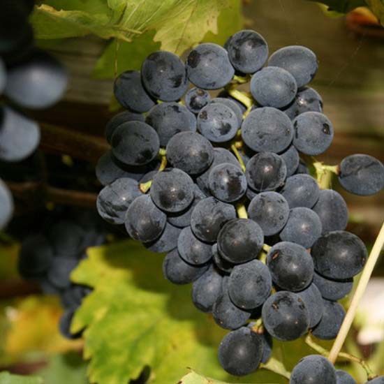 Uva Moscato d'amburgo