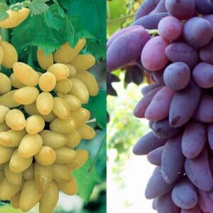 Uva Pizzutello