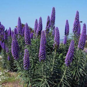 Echium Fastuosum