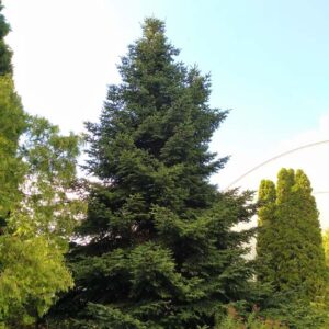 Abies Numidica (Abete Algerino)