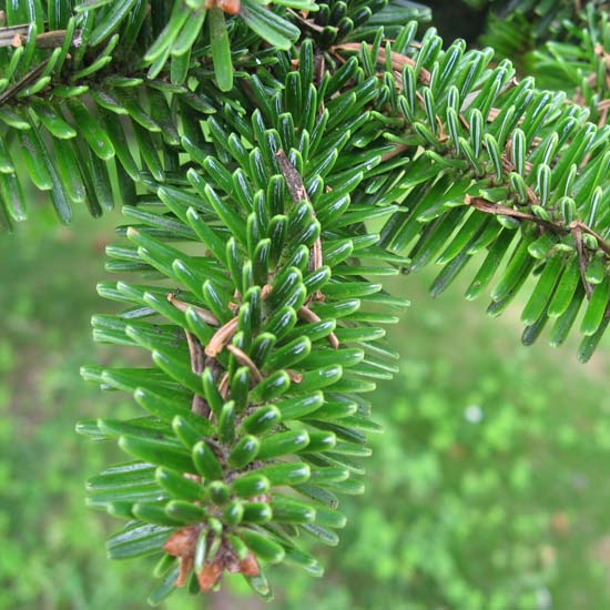 Abies Numidica (Abete Algerino) - immagine 2