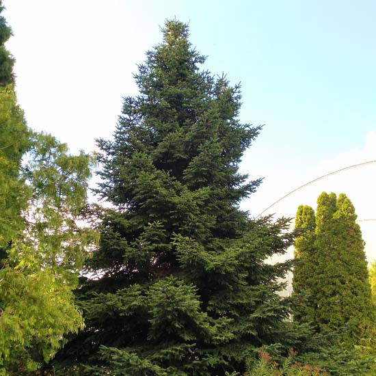 Abies Numidica (Abete Algerino)