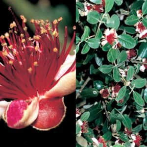 Acca Sellowiana (Feijoa)