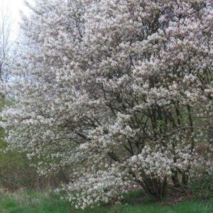 Amelanchier (pero corvino) Arbusto