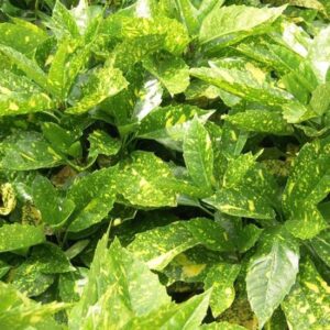 Aucuba Japonica