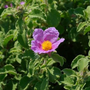 Cistus Creticus (Cisto)