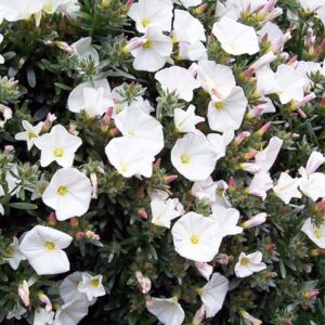 Convolvulus Cneorum (Vilucchio Turco)