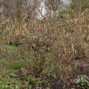 Corylus Avvelana Contorta (Nocciolo Contorto)
