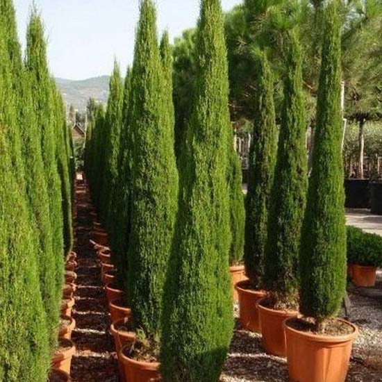 Cupressus Sempervirens Stricta (Cipresso Toscano)