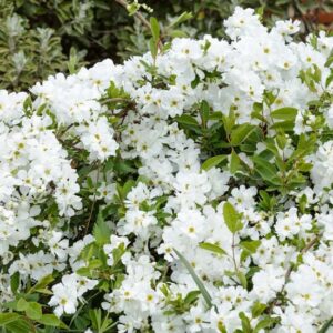 Exochorda X Macrantha The Bride