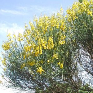 Spartium Junceum (Ginestra di spagna)
