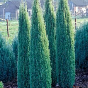 Juniperus Communis Sentinel