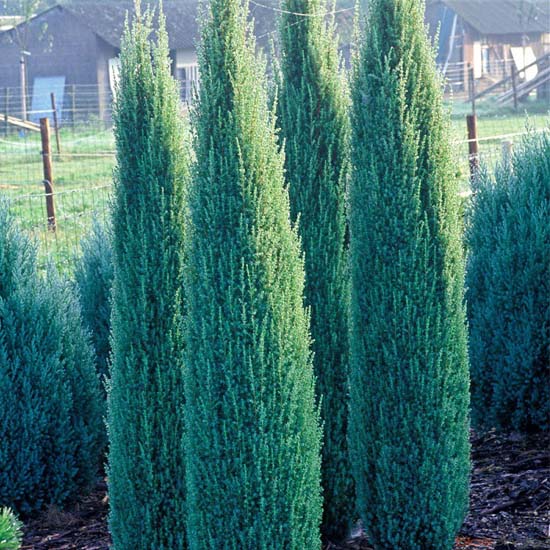 Juniperus Communis Sentinel