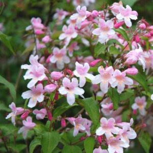 Kolkwitzia Amabilis