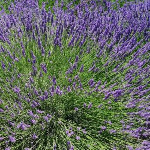 Lavanda Angustifolia