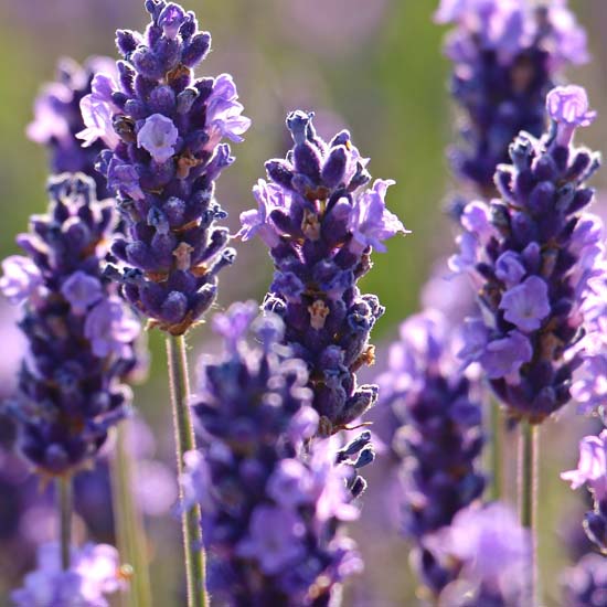 Lavanda Angustifolia (Lavandula) - immagine 2