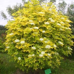 Sambucus Nigra (Sambuco Comune)