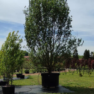 Acer campestre