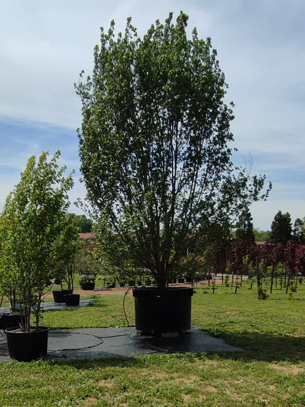 Acer campestre