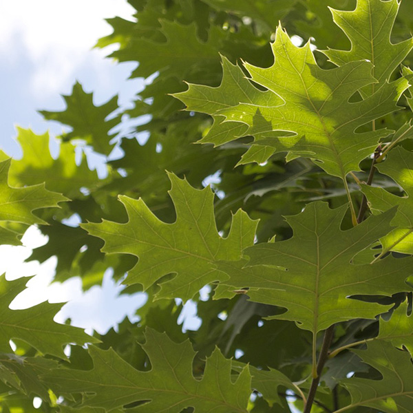 Acer campestre - immagine 2