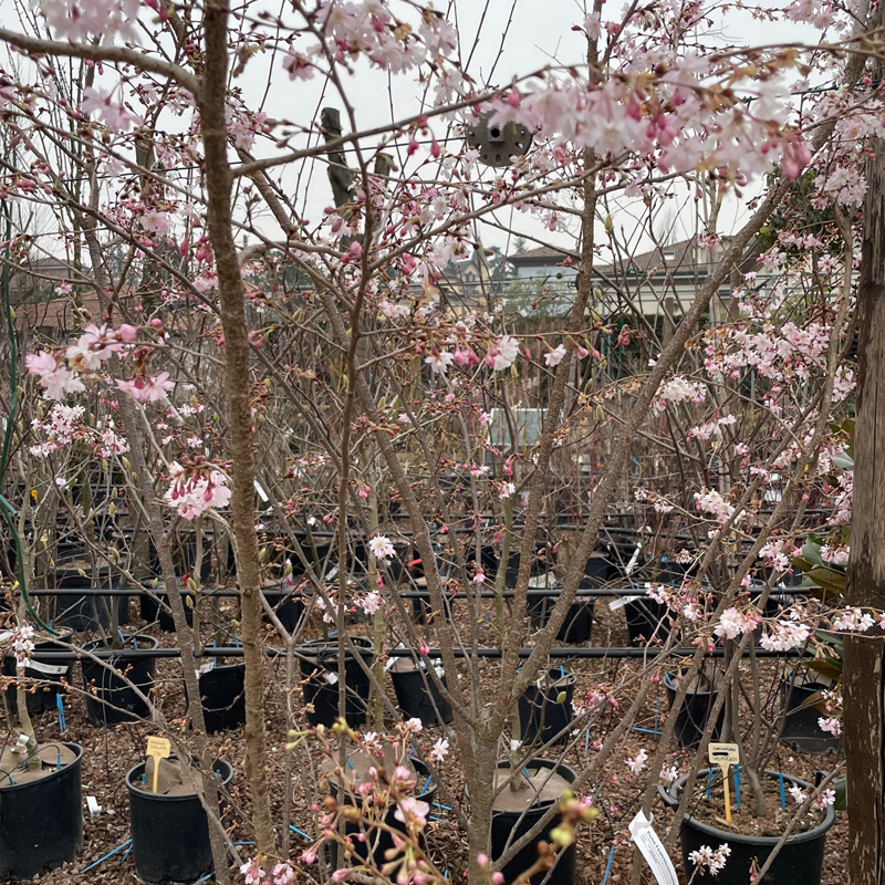 Prunus subhirtella autumnalis