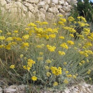 Liquirizia Elicrisio Helichrysum