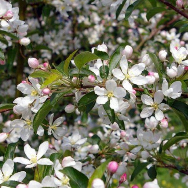 Malus Comtesse de paris - immagine 2