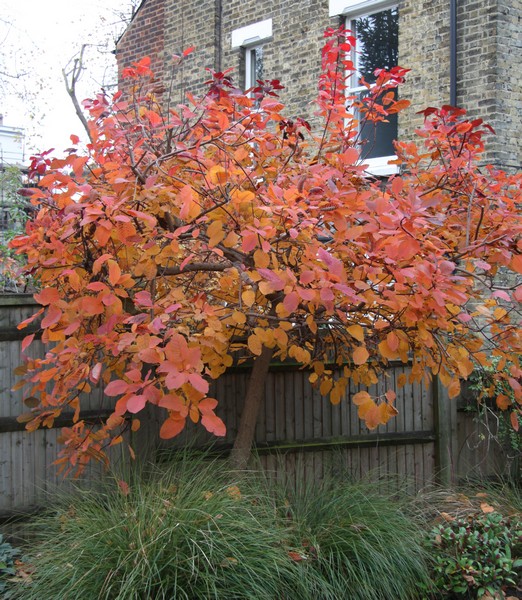Malus Comtesse de paris