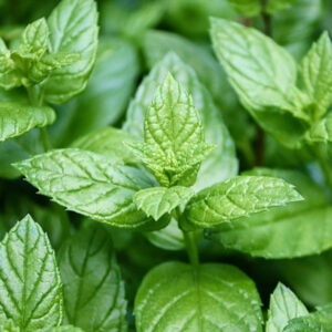 Menta Piperita