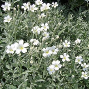Peverina Tomentosa (Cerastium tomentosum)