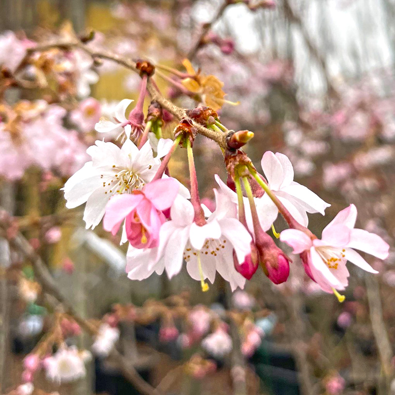 Prunus subhirtella autumnalis - immagine 2